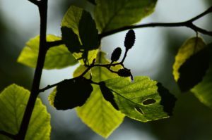 Artystyczny portret olszy obrazujący grę światła i cienia. Widoczny zarys liścia zaostrzonego na końcu oraz zawierające nasiona nibyszyszki.