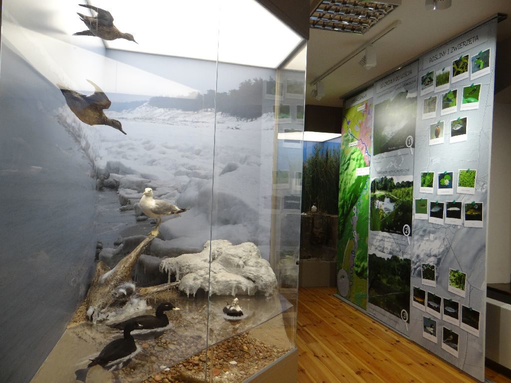 Po lewej stronie diorama przedstawiająca ekosystem Bałtyku w zimowej scenerii, po prawej fototapeta pokazująca przyrodę parku.