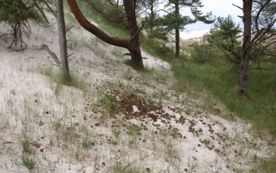 Sosny wyrastające z piasku w zagłębieniu międzywydmowym. Nieliczne trawy, rozrzucone na ziemi szyszki i stromy stok wydmy dopełniają obrazu.