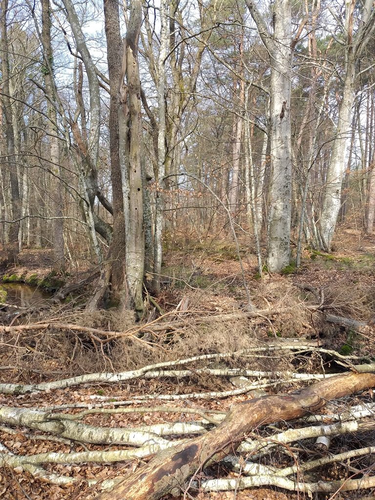 Las olchowo brzozowy w stanie bezlistnym na podmokłym terenie. Na dnie lasu dużo pni i gałęzi w różnym stanie rozkładu.