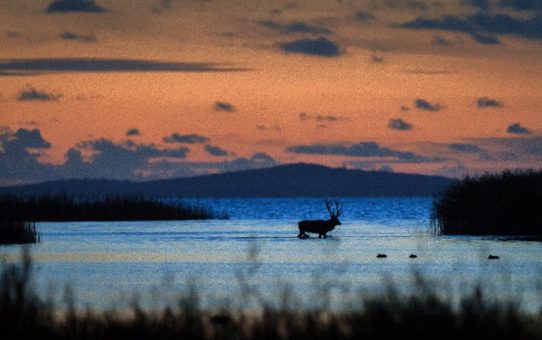 Na tle góry Rowokół i zachodzącego słońca stoi w jeziorze byk jeleń. Wokół niego trzciny.