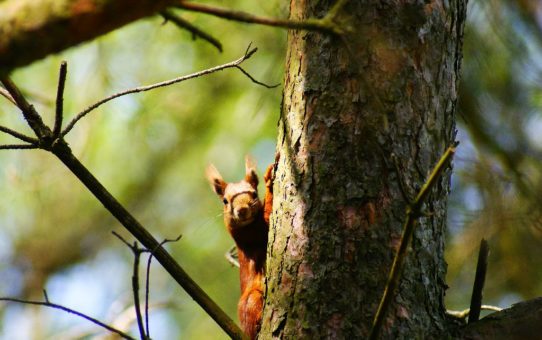 za pnia grubej sosny wygląda na nas ruda wiewiórka. Łapkami trzyma się kory drzewa i z zaciekawieniem przygląda się nam.