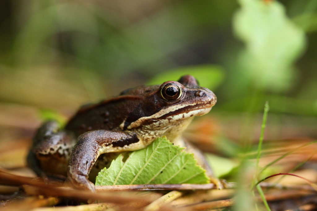 Typowa żaba o wysportowanej i sprężystej sylwetce na tle ściółki. Brązowy płaszczyk i duże wystające oczy.
