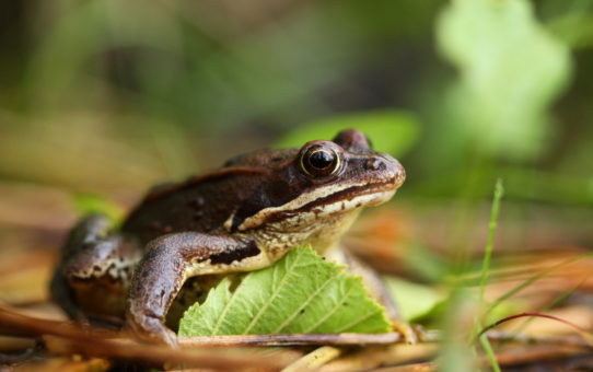 Typowa żaba o wysportowanej i sprężystej sylwetce na tle ściółki. Brązowy płaszczyk i duże wystające oczy.