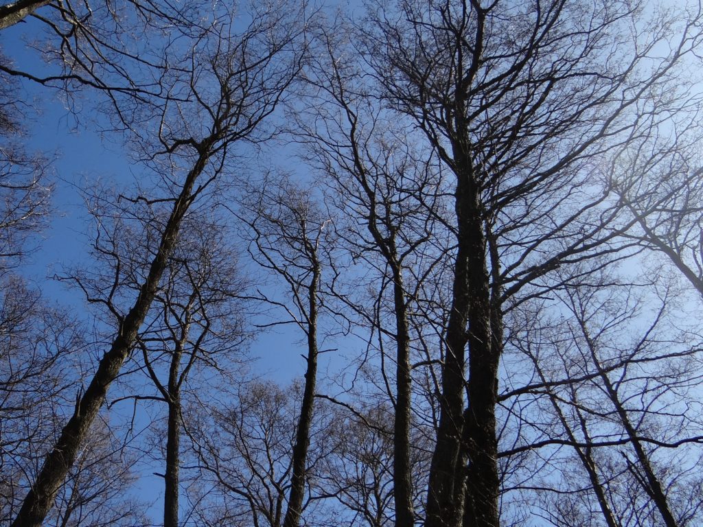 Portret jeszcze bezlistnych na przedwiośniu drzew. W tle niebieskie niebo.