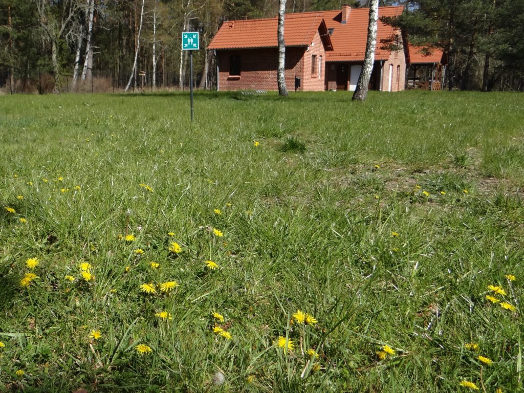 Teren Muzeum w Czołpinie. Na pierwszym planie żółte kwiaty na trawniku, w tle budynki gospodarcze.