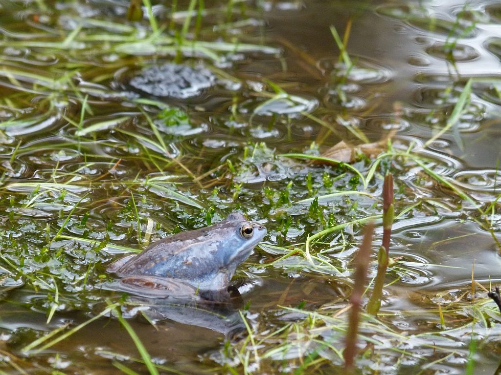 Portret niebieskawej żaby na płyciźnie stawu. Żaba wygląda na zrelaksowaną.
