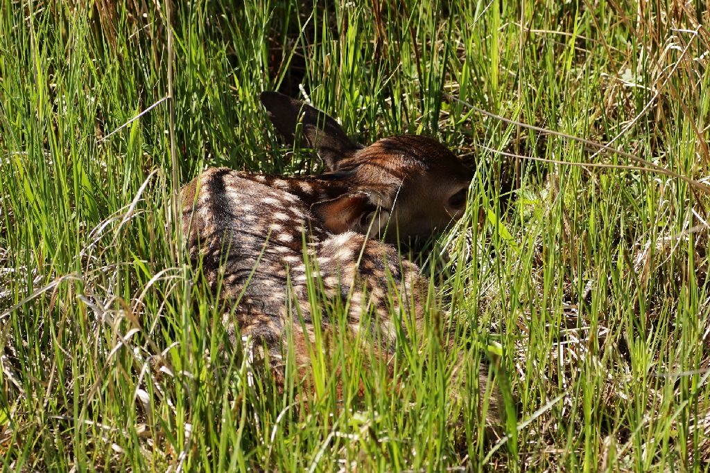 Młody jeleń z futerkiem w jasne cętki skryty pośród zielonych traw.