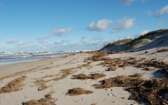 Plaża zasłana naturalnymi odpadkami wyrzuconymi przez morze. Szczątki organiczne składają się głównie z patyczków, glonów splątanych wzajemnie ze sobą.