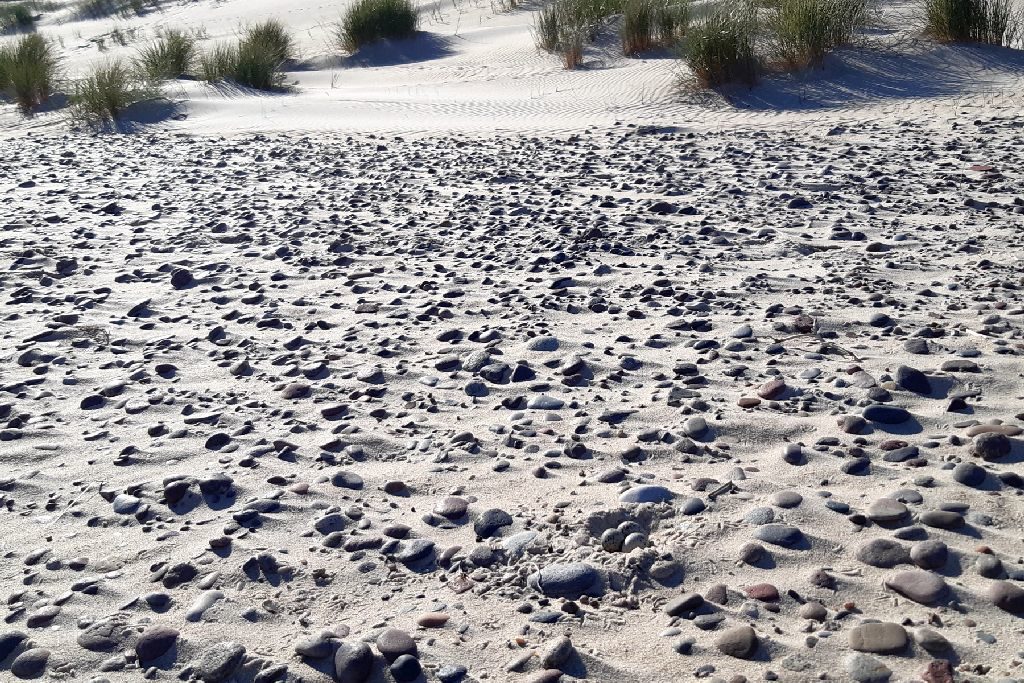 Fragment plaży, widok ogólny. Pasek i rozsiane wszędzie kamienie odwracają uwagę od podobnych do nich jajek ptaka w gnieździe.