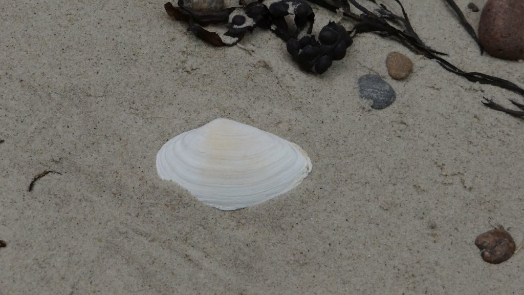 Biała, duża muszla spoczywająca na piasku. Widać linijne pasemka regularnie odkładające się na muszli w miarę jej powstawania.