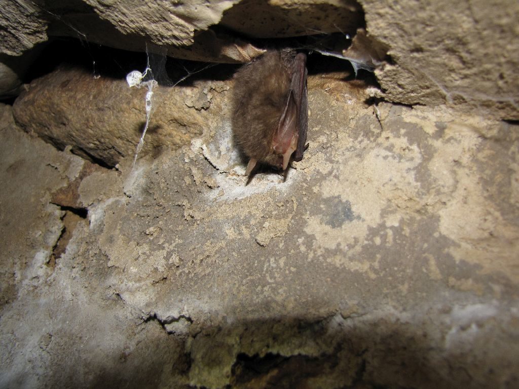 Brązowy nietoperz wiszący głową w dół w piwnicy.