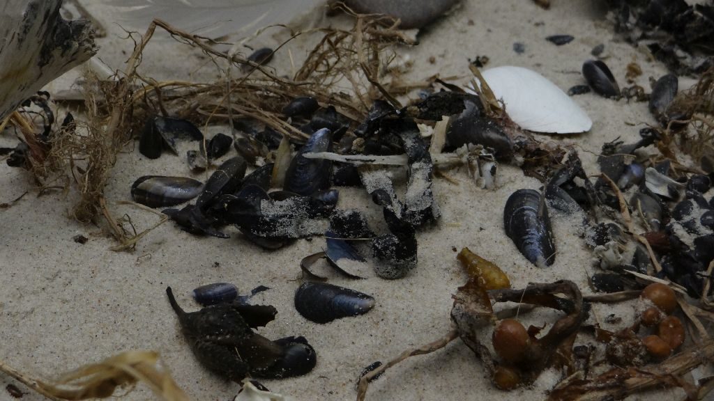 Plaża zaścielona przez szczątki organiczne, a wśród nich niewielkie, ciemne muszelki. Muszelki są wydłużone i mają kolor czarny.