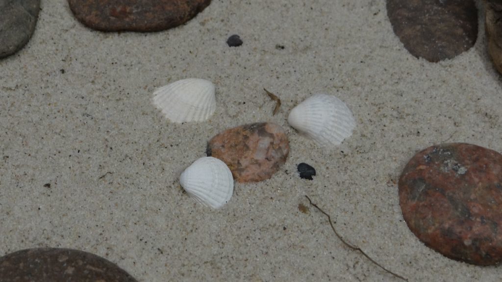 Trzy białe muszelki karbowane wzdłużnie. Pośrodku i w narożnikach kamyki, wokół piasek.