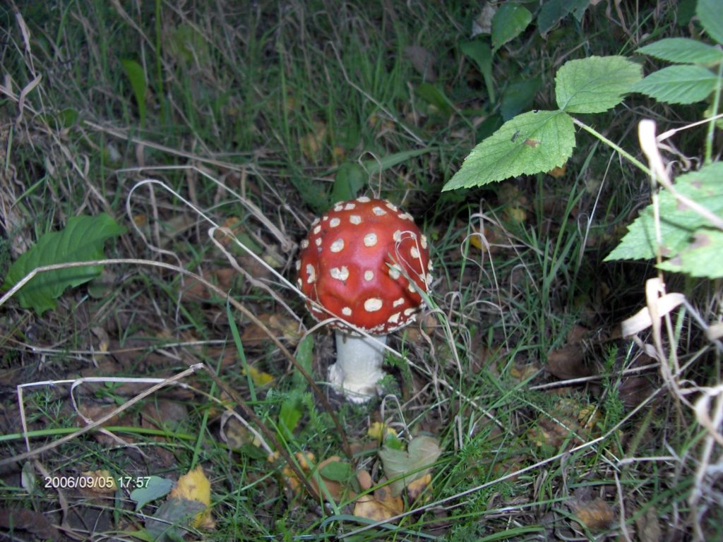 Centralnie zlokalizowany grzyb o białej nodze i czerwonym, kopulastym kapeluszu w białe plamki. Wokół niskie rośliny z przewagą traw.