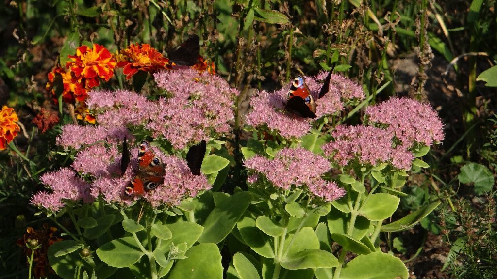 Chmara motyli na różowych kwiatostanach rozchodnika wielkiego.