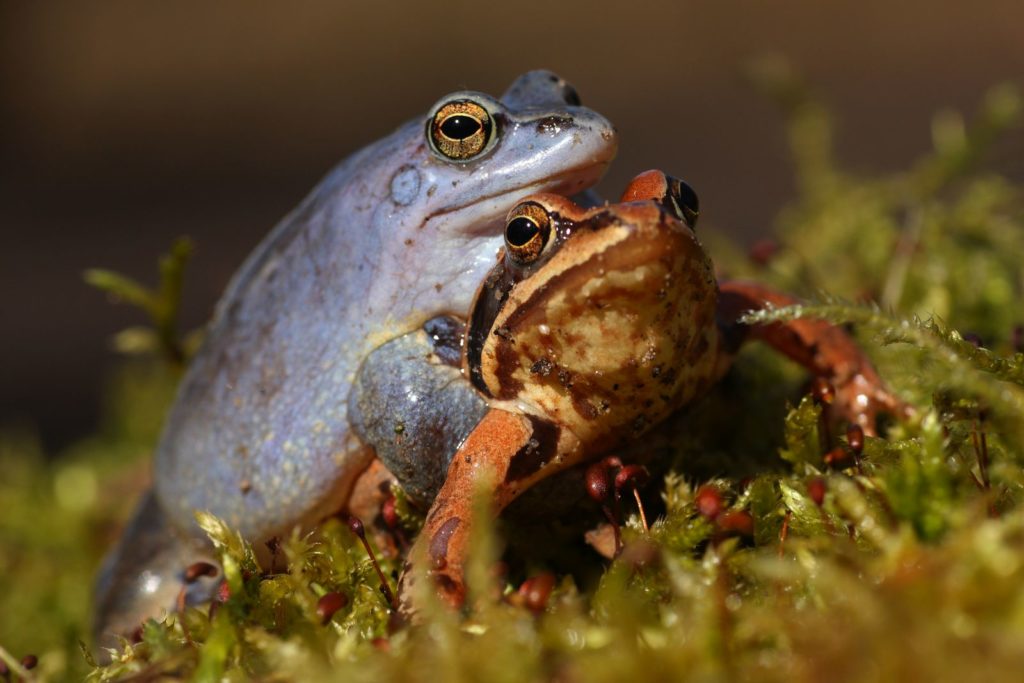 Żaby moczarowe w uścisku godowym, w tzw. ampleksusie. Samiec w kolorze niebieskim ściska samicę siedząc na niej. 