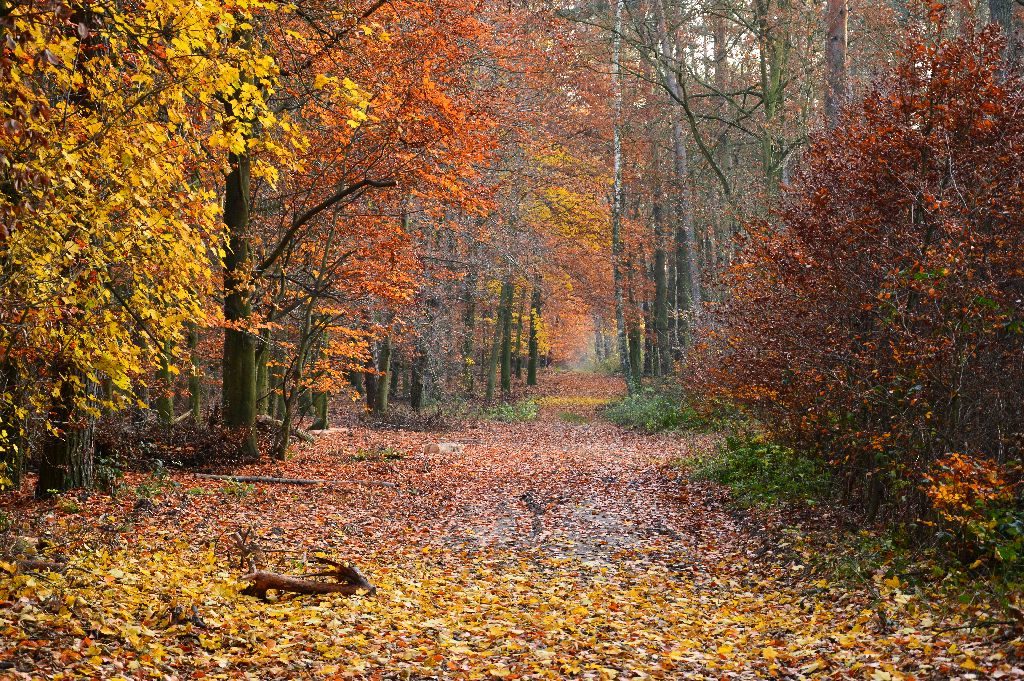 Jesień w lesie liściastym. Niesamowita feeria barw od zanikającej zieleni, poprzez różne odcienie żółtego, pomarańczowego i ciemnego brązu.