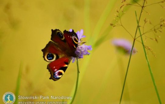 Motyl rusałka pawik siedzący na fioletowym kwiatostanie czarcikęsu łąkowego na rozmytym, żółtym tle.