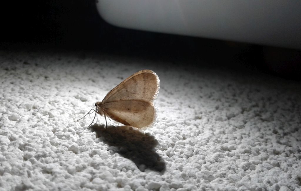 Motyl piędzik przedzimek odpoczywający na białym murze.