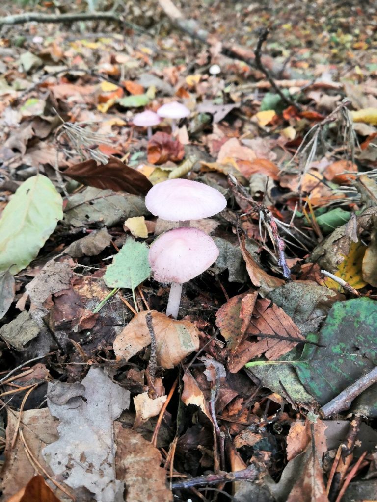 Delikatny, niewielki i różowy grzyb kapeluszowy zwany grzybówką czystą na tle opadłych liści buka i brzozy.