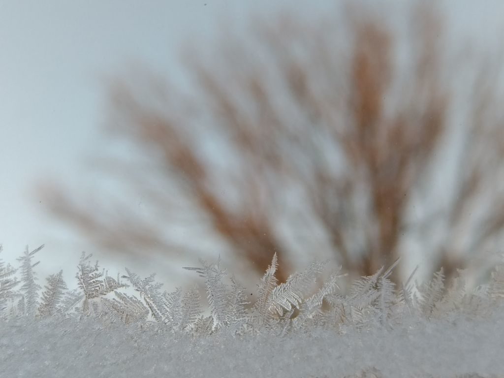Delikatne formy lodowe przywodzące na myśl liście paproci, w tle rozmyty zarys drzewa.