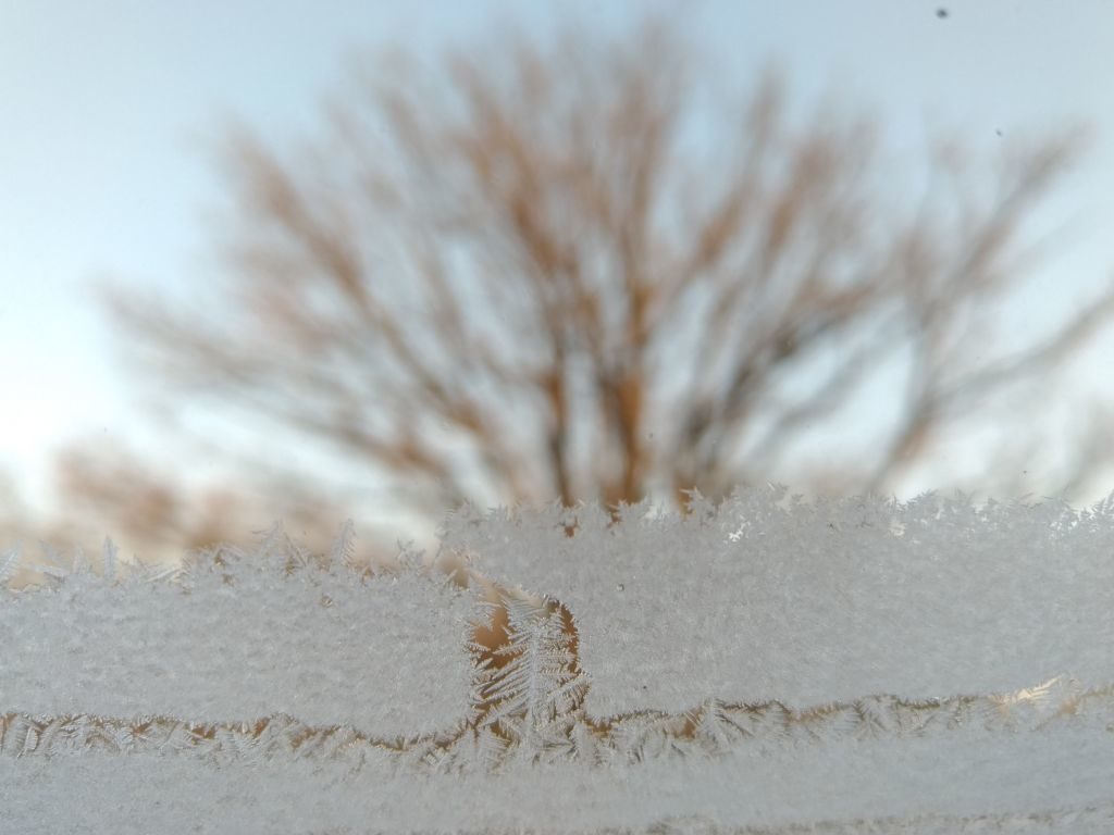 Autor fotografii zastanawia się, czy sfotografowana przez niego mikroforma lodowa bardziej przypomina liść czy choinkę.
