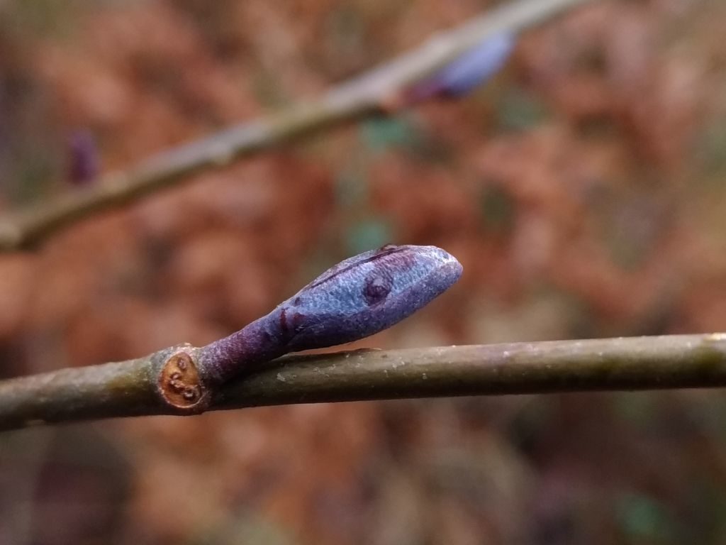 Zdjęcie przedstawia w dużym zbliżeniu obły, fioletowy pąk olszy czarnej na gałązce drzewa, tło rozmazane 