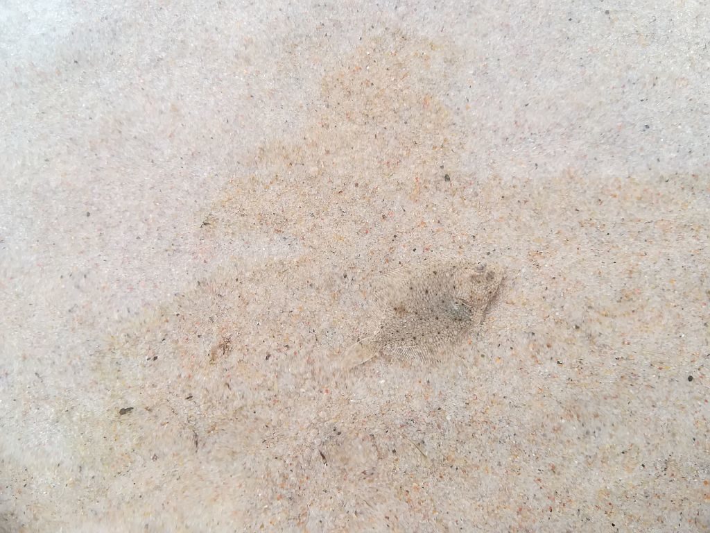 Stornia leżąca na dnie morza, zlewająca się swoim wyglądem z piaszczystym dnem