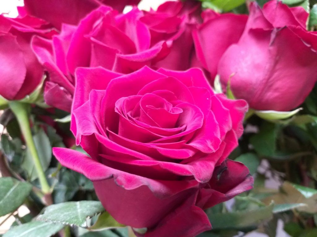 Amarantowe, w połowie rozwinięte kwiaty róż