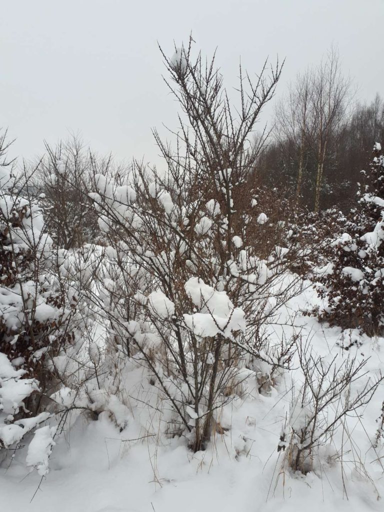 Krzewy rokitnika w stanie bezlistnym oblepione śniegiem. Z prawej strony w oddali widać las.