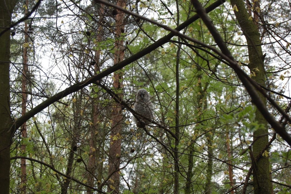 Młoda sowa w upierzeniu puchowym siedzi na gałęzi.
