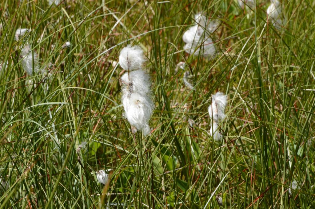 Zbliżenie na kilka roślin zdobionych białymi pomponami. Wokół rozpościerają się trawy, turzyce. Kadr dwu kolorowy - biel i zieleń.