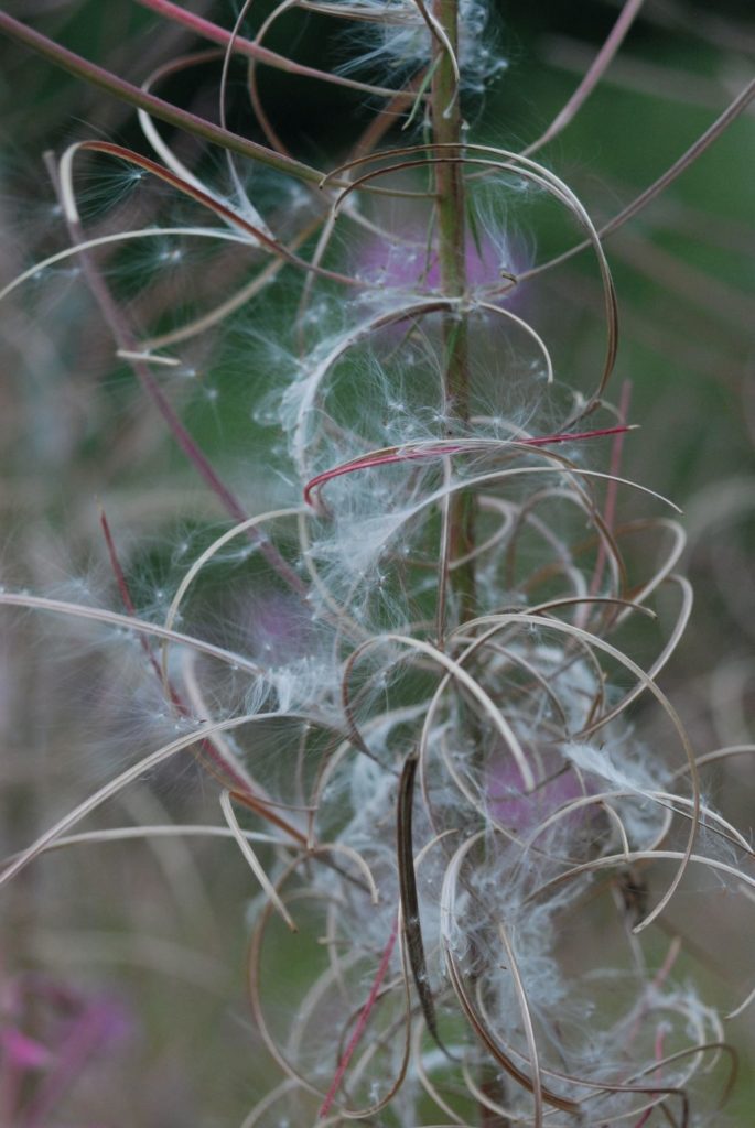 Etap pękania torebek nasiennych, roślinę pokrywa duża ilość watowatego puchu nasiennego czekającego na najlżejszy podmuch wiatru.