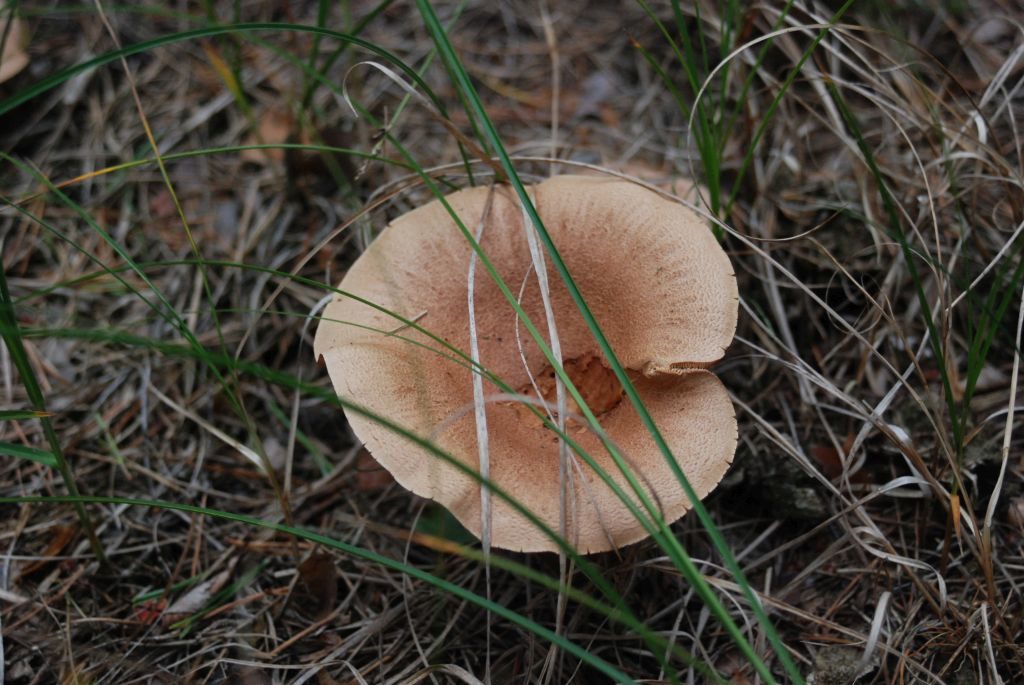 Wklęsły kapelusz grzyba w kolorze skóry pośród traw.