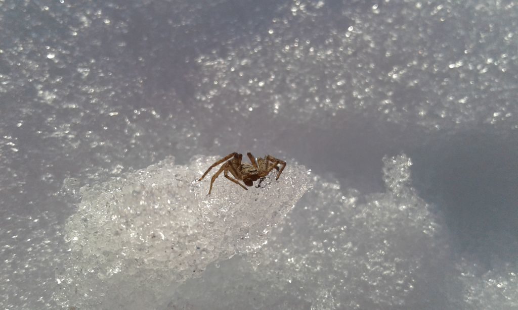 Pośród zamarzniętej powierzchni lodowo - śnieżnej widoczny jest żywy pająk. 