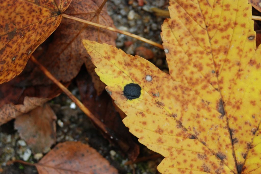Opadłe, kolorowe liście z wysuwającym się na pierwszy plan fragmentem żółtego liścia klonu z czarną plamką.