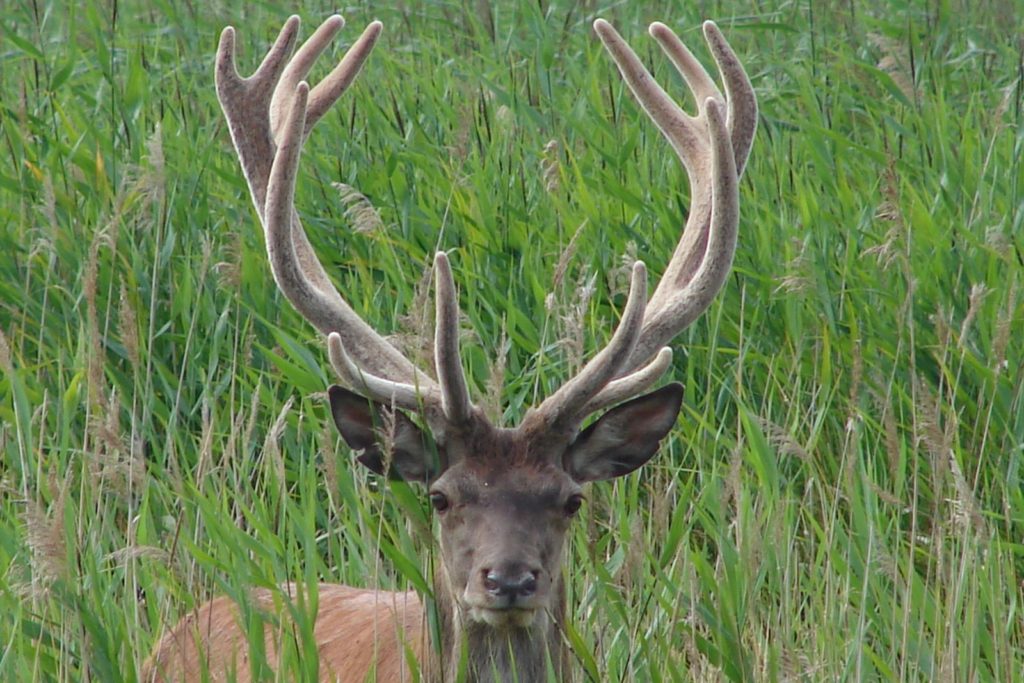 Na tle zielonych trzcin widać głowę samca jelenia - byka z porożem pokrytym scypułem.