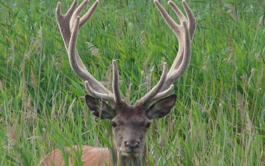 Na tle zielonych trzcin widać głowę samca jelenia - byka z porożem pokrytym scypułem.