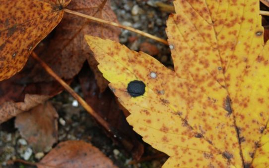 Opadłe, kolorowe liście z wysuwającym się na pierwszy plan fragmentem zółtego liścia klonu z czarną plamką.