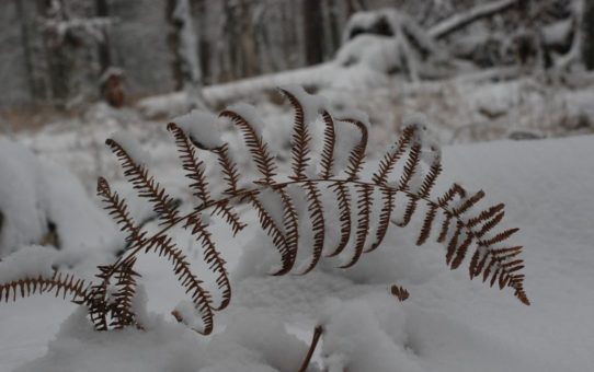 Brązowy, zeschnięty liść paproci obsypany śniegiem na białym tle.