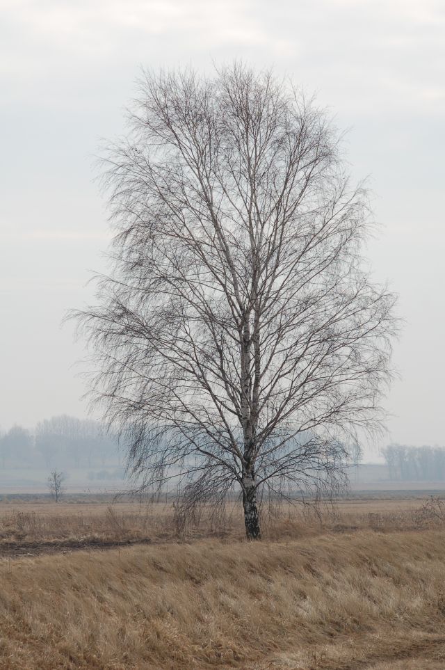 Sylwetka drzewa z charakterystyczną biało-czarną korą i wiotkimi gałązkami. Brak liści sprawia, że korona jest transparentna na tle jesiennej scenerii.