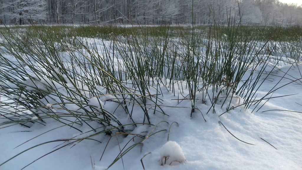 Pośród śnieżnej scenerii wydać niezliczoną ilość wystających zielonych łodyg. Łodygi wyglądają na zaostrzone.