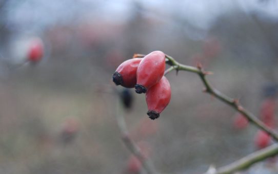 Jesienna sceneria, na gałązce wiszą 3 podługowate i intensywnie czerwone owoce róży.