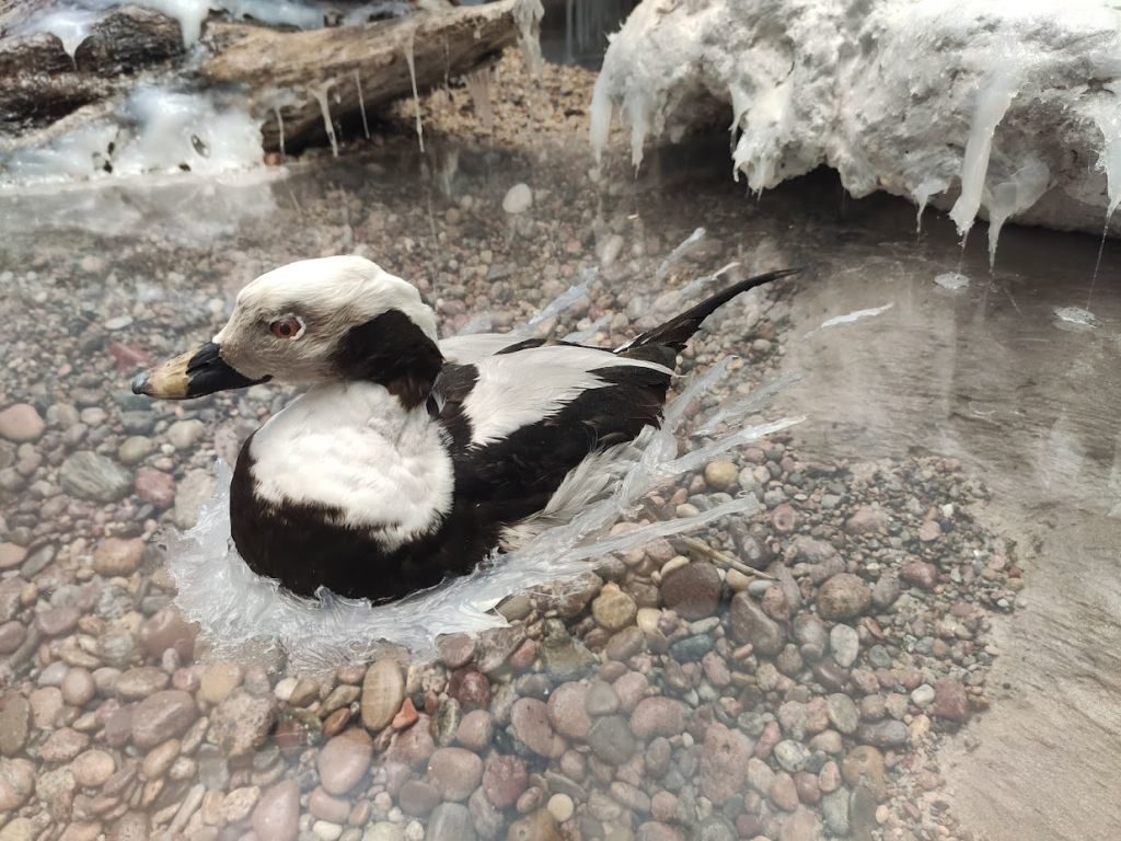 Eksponat przedstawiający samca kaczki lodówki w pozie oddajacej wygląd ptaka unoszącego się na wodzie.