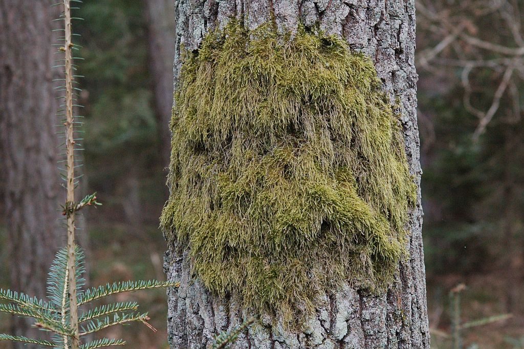Pień drzewa pokryty mchem. Zielony wzór na brązowej korze przywodzi na myśl grymas twarzy człowieka.
