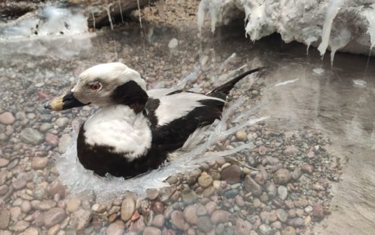Eksponat przedstawiający samca kaczki lodówki w pozie oddajacej wygląd ptaka unoszącego się na wodzie.