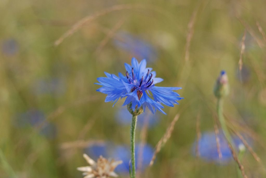 Niebieski kwiatek w centrum kadru, w towarzystwie zbóż.
