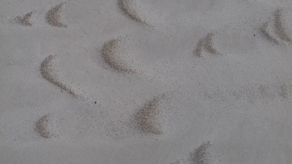 Piaszczysta plaża, na której wiatr odłożył większe ziarna piaku i żwiru w formę kopczyków w kształcie litery C.