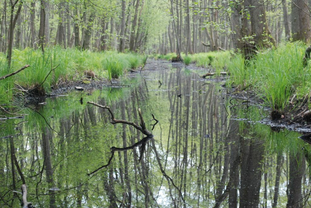 Las, widok na prosty, sztuczny przekop wypełniony wodą. 